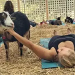 Goat_yoga_benefits-150x150