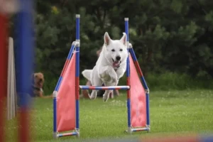 Dog agility Equipment List