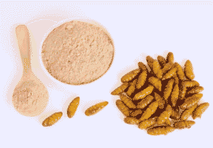 Protein powder from worms